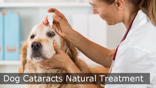 Dog Cataracts Natural Treatment - MUST SEE Dog Cataract Video