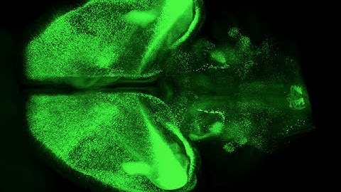 mesoSPIM animation