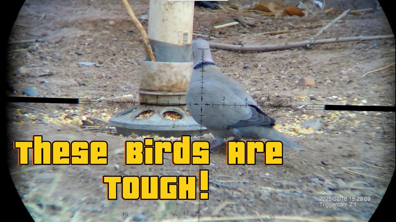 Volume 2 - Invasive Eurasian Doves - Shooting Compellation! - YouTube