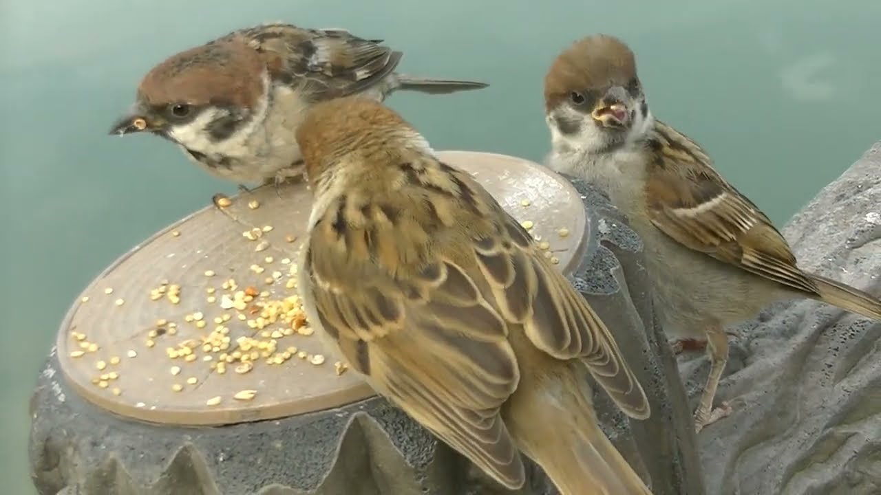 雀 の 飼い 方