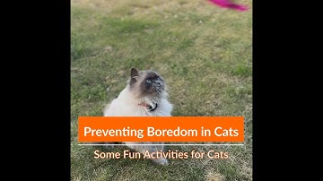 Do your cats get bored?  Preventing boredom in cats.