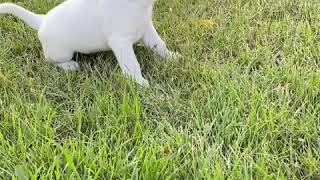 English White Labrador Puppies
