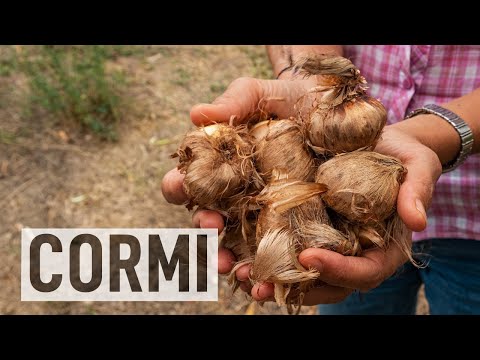 Video: Piantare i cormi di Chasmanthe: come coltivare i fiori di Chasmanthe in giardino