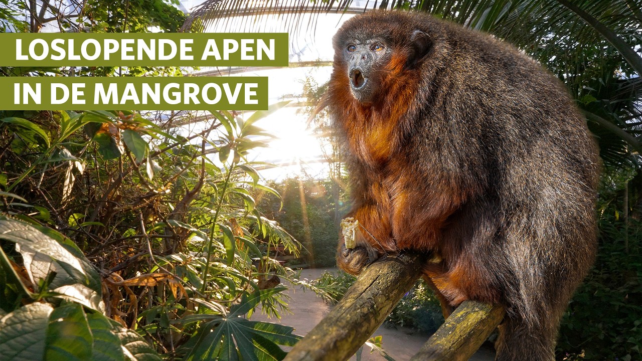 Burgers' Zoo laat apen los in de mangrove 🐵🌴