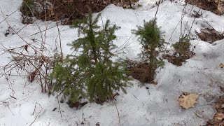 Le printemps en marche