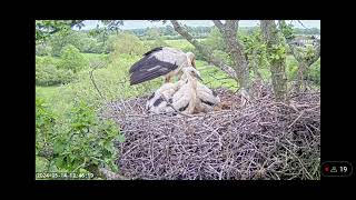Knepp( UK)🌾 Wspaniała czwóreczka młodych bocianów w rezerwacie hrabstwa Sussex..14.05.24