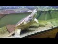 "Turdy" the Snapping turtle, tank setup update!