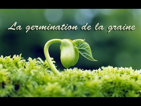 Vidéo: Germination De Graines