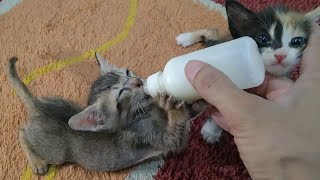 Orphan Kitten is ANGRY at TroubleMaking Sibling During Bottle FEEDING!