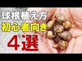 【ちょっとした実演あり】初心者向きの球根の植え方４選 秋植え小球根