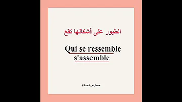 كيف نقول الطيور على أشكالها تقع 