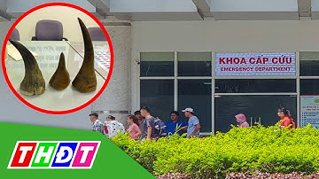 Dùng sừng tê giác để trị bệnh, bé gái suýt mất mạng | THDT