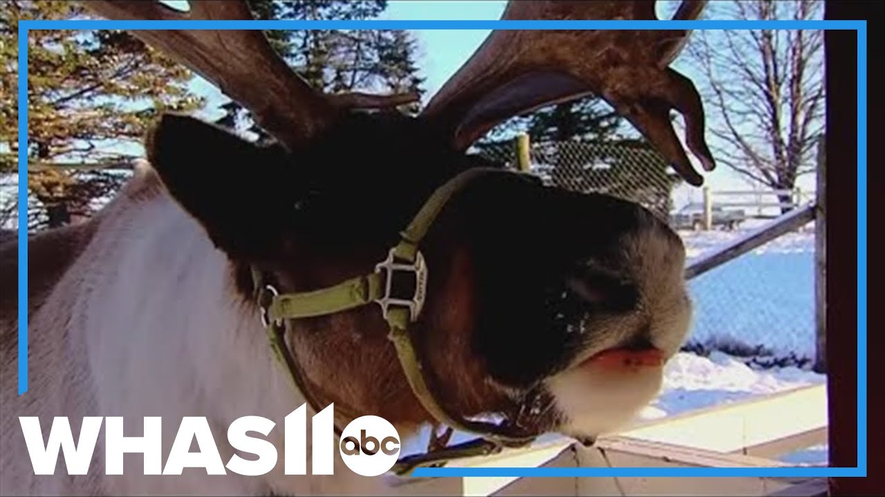 A magical Midwest farm where kids meet real reindeer