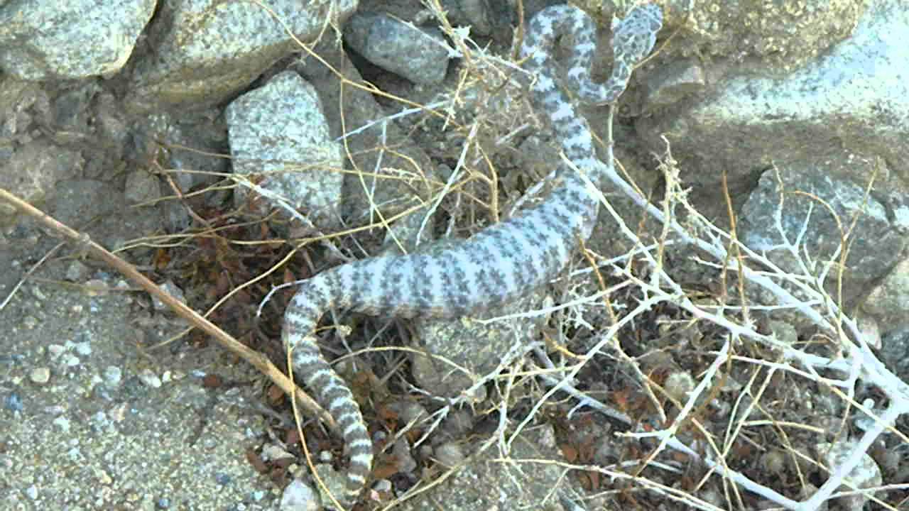 Baby Rattlesnake with Full Tummy YouTube