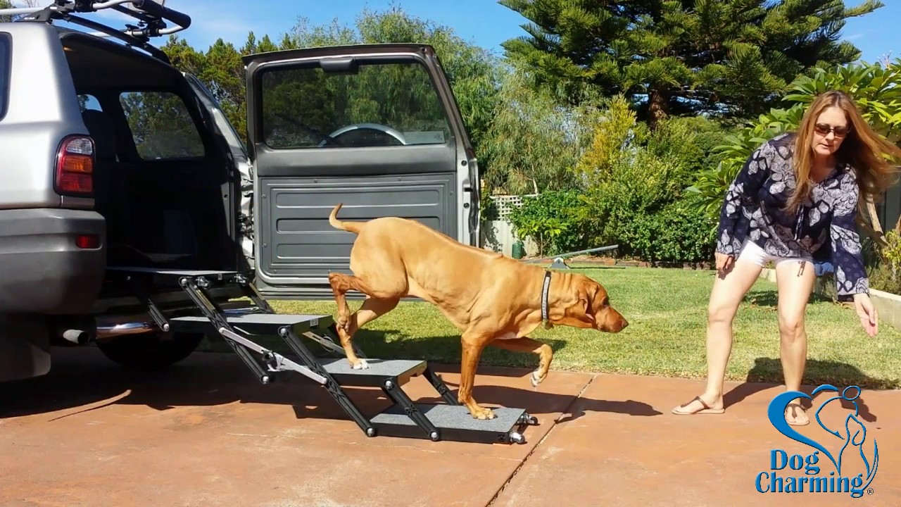 pet loader dog stairs