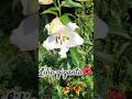Gigantyczna lilia #garden #ogród #kwiaty