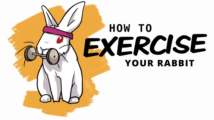 15 Ways to Exercise Your Rabbit