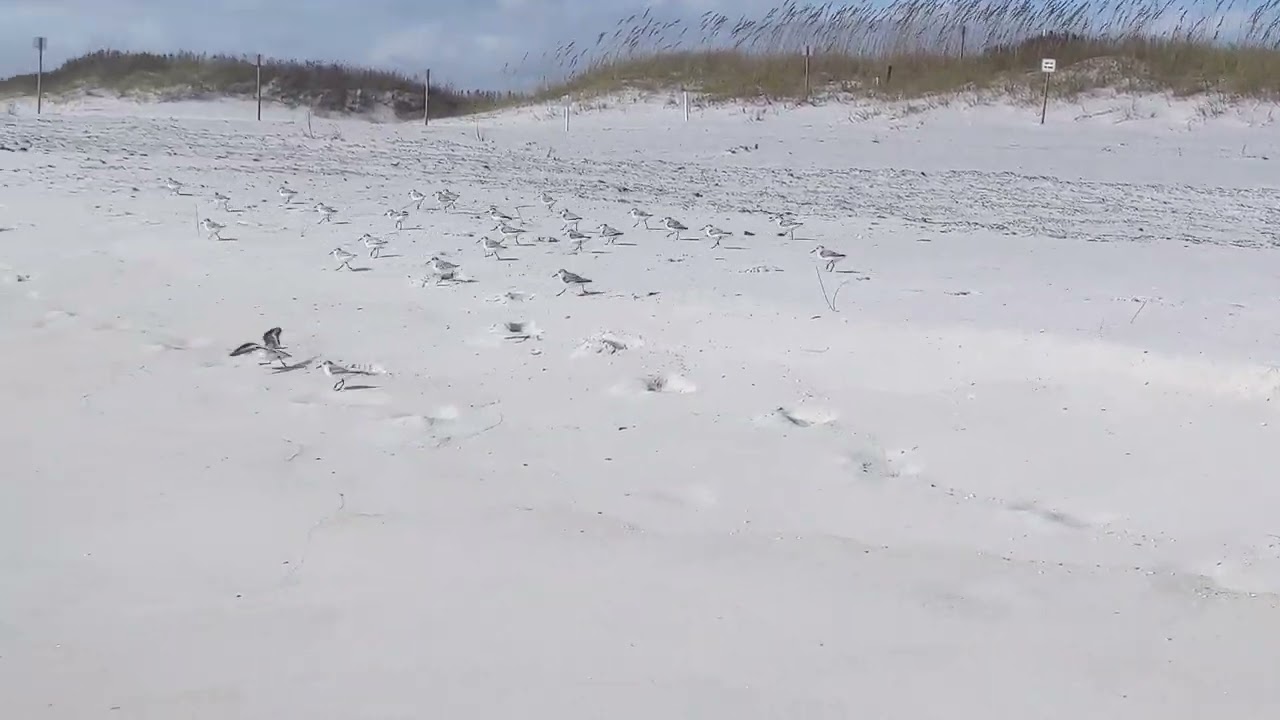 Running Sand Piper birds at Navarre Beach