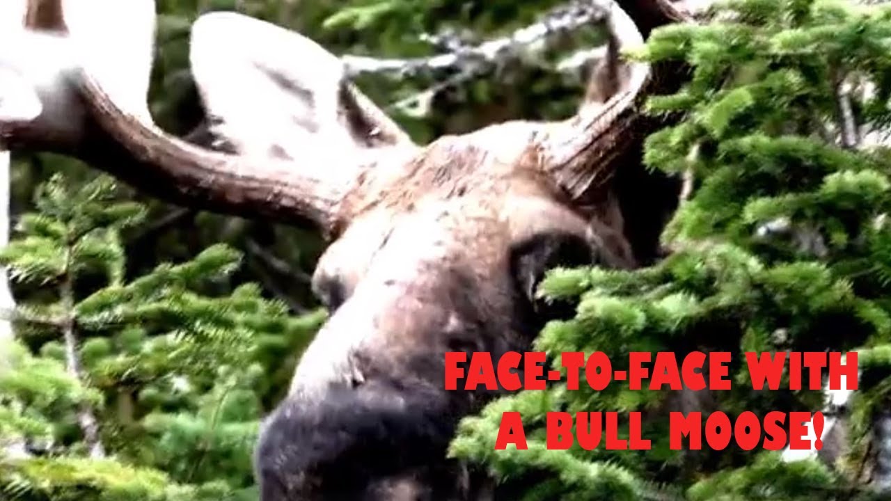 WHAT DOES MOOSE BREATH SMELL LIKE?! - YouTube