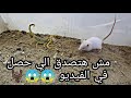 تحدي قوي بين الفار والعقرب Mouse Vs Scorpion 