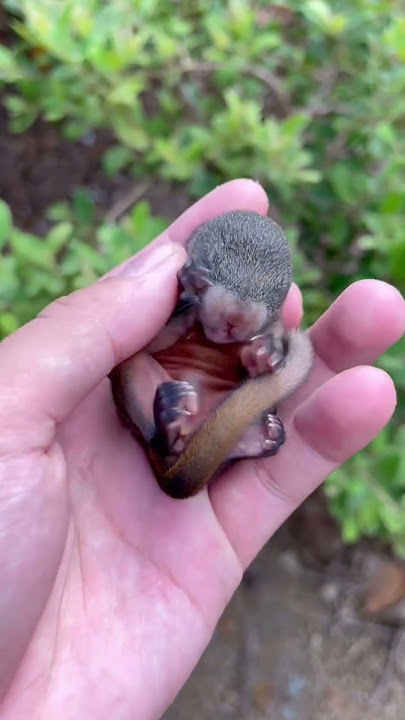 Rescued a baby squirrel #shortsvideo #animals #animalshorts #squirrel