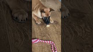 bonnie trying plain toast for the first time #beautiful #puppy #funny #cute #puppies