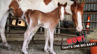 Horse Birth DIDN’T GO AS PLANNED! + Baby Horse Name And Weight Reveal!