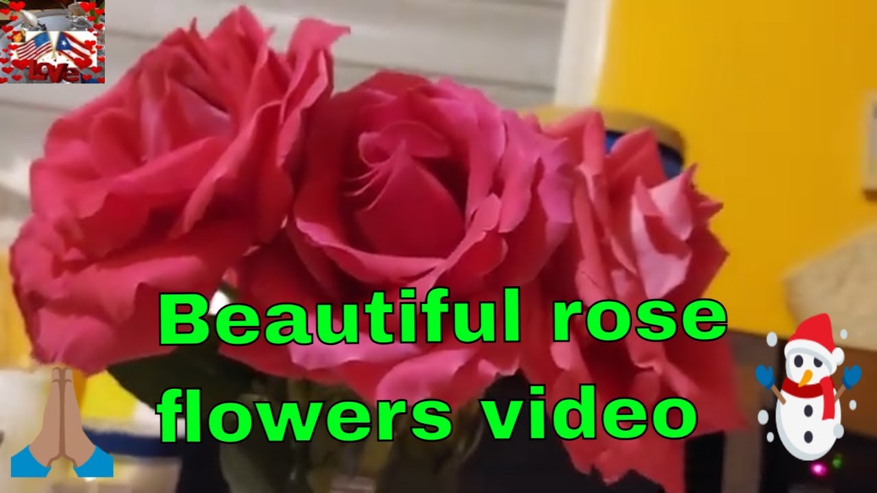 Beautiful rose flowers video YouTube