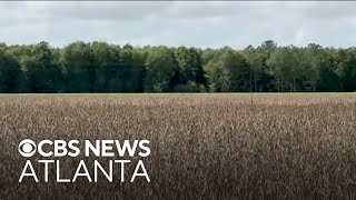 Georgia's soybean farmer feeling impact of China's boycott