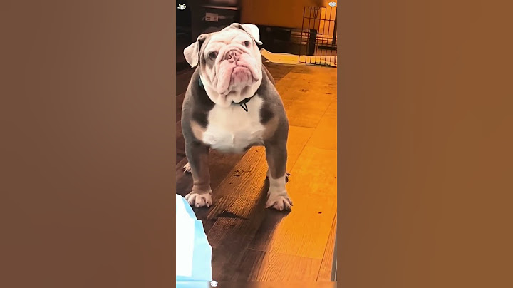 Dogs can understand humans speech #funny #funnyanimals #youtube #pets #doggielife 😂