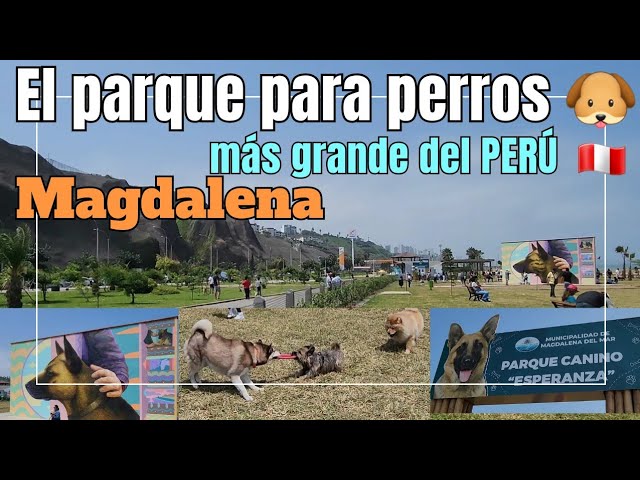 Perros grandes en parque de perros Foto de stock 2287653033