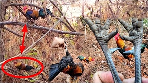 เข้าป่าดงไพร!  ต่อไก่ป่า 