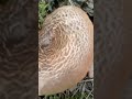 Знайшов невідомий мені гриб.Що то є?