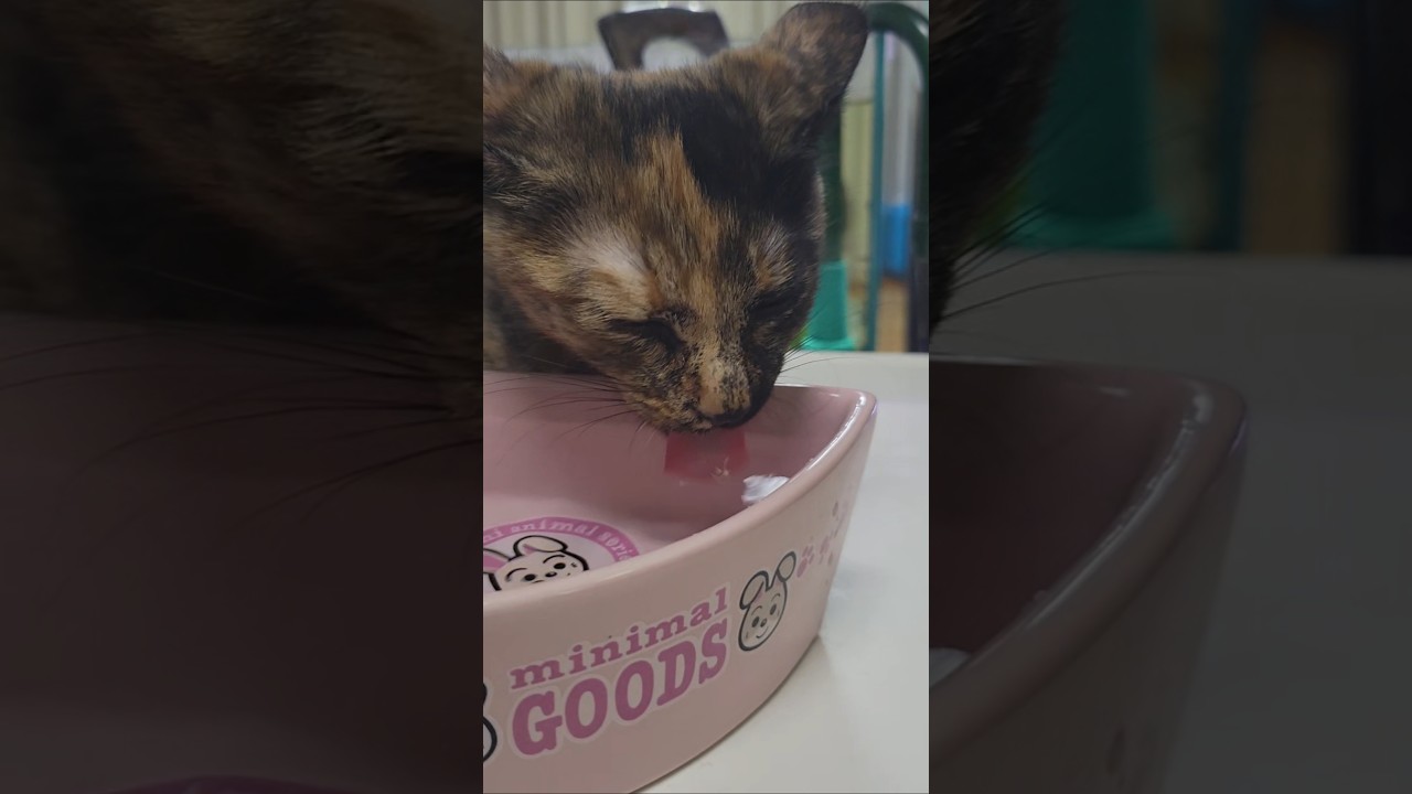 🐱お水飲むのに一生懸命 #猫