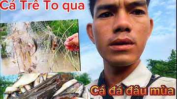 Thả Lưới bắt cá đá #Đinh văn lơng Channel81#2025