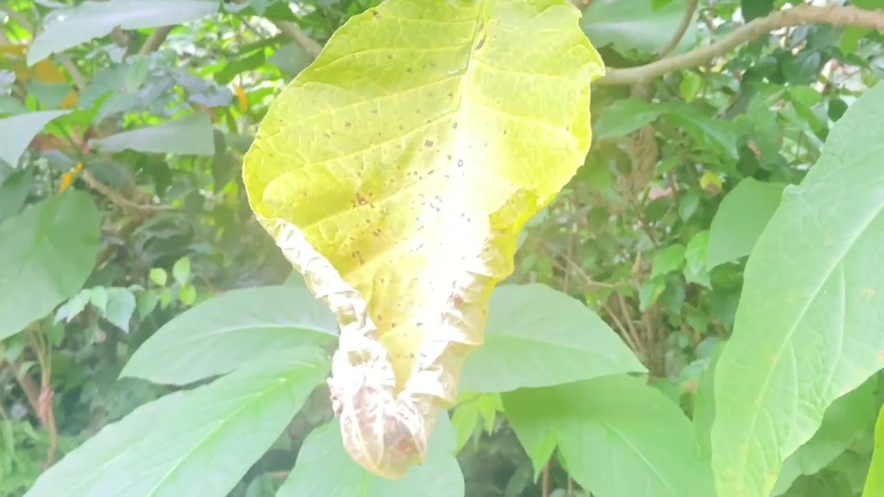 溫泉鄉的吉他（AE-20