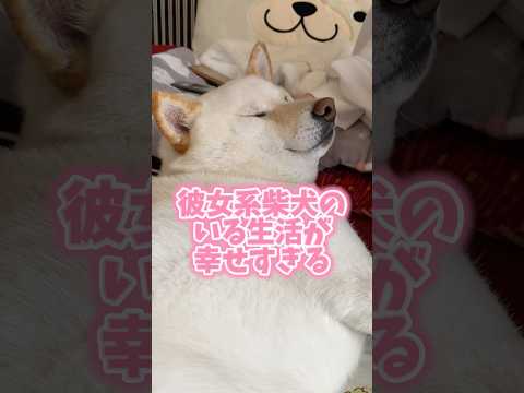 彼女系柴犬のいる生活が幸せすぎる　#shorts #柴犬 #犬 #dog
