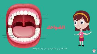 أنواع الأسنان و عددها للسنة الرابعة سمعها