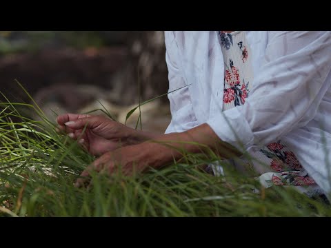 Video: Kas yra actekų saldžioji žolė – sužinokite apie actekų saldžiųjų žolelių auginimą ir priežiūrą