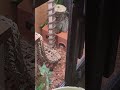 #snake #viral #reptiles #pets