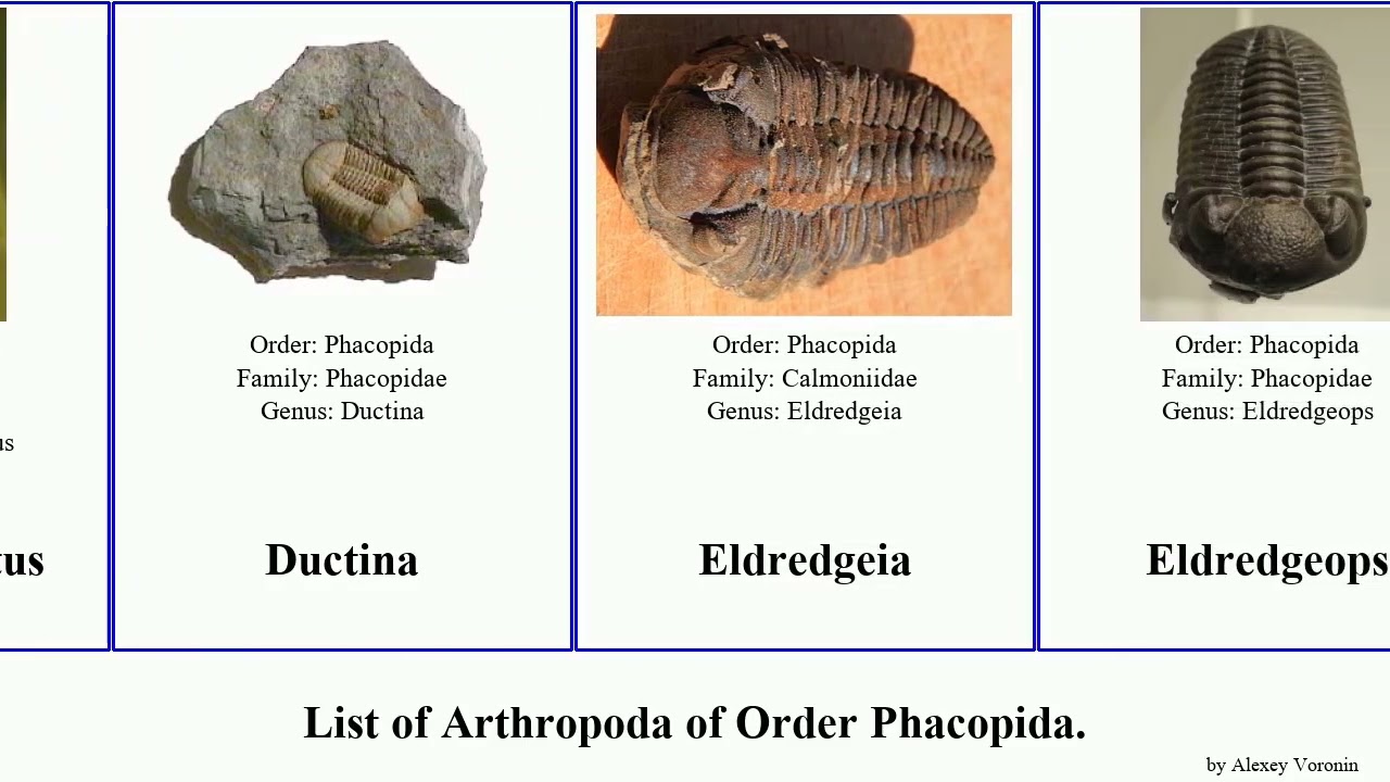 List of Arthropoda of Order Phacopida. celebra armatus Calymene Drotops Flexicalymene Hulu Ukulele