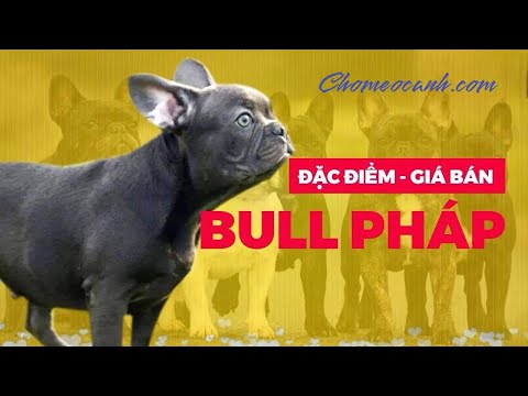 Video: Cách đặt Tên Chó Bull Pháp