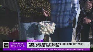 Where's Marty? Learning about how to get your own eggs from your back yard