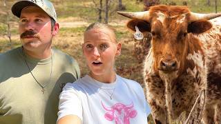 The BULLS Got OUT... and We Still Don't Know How