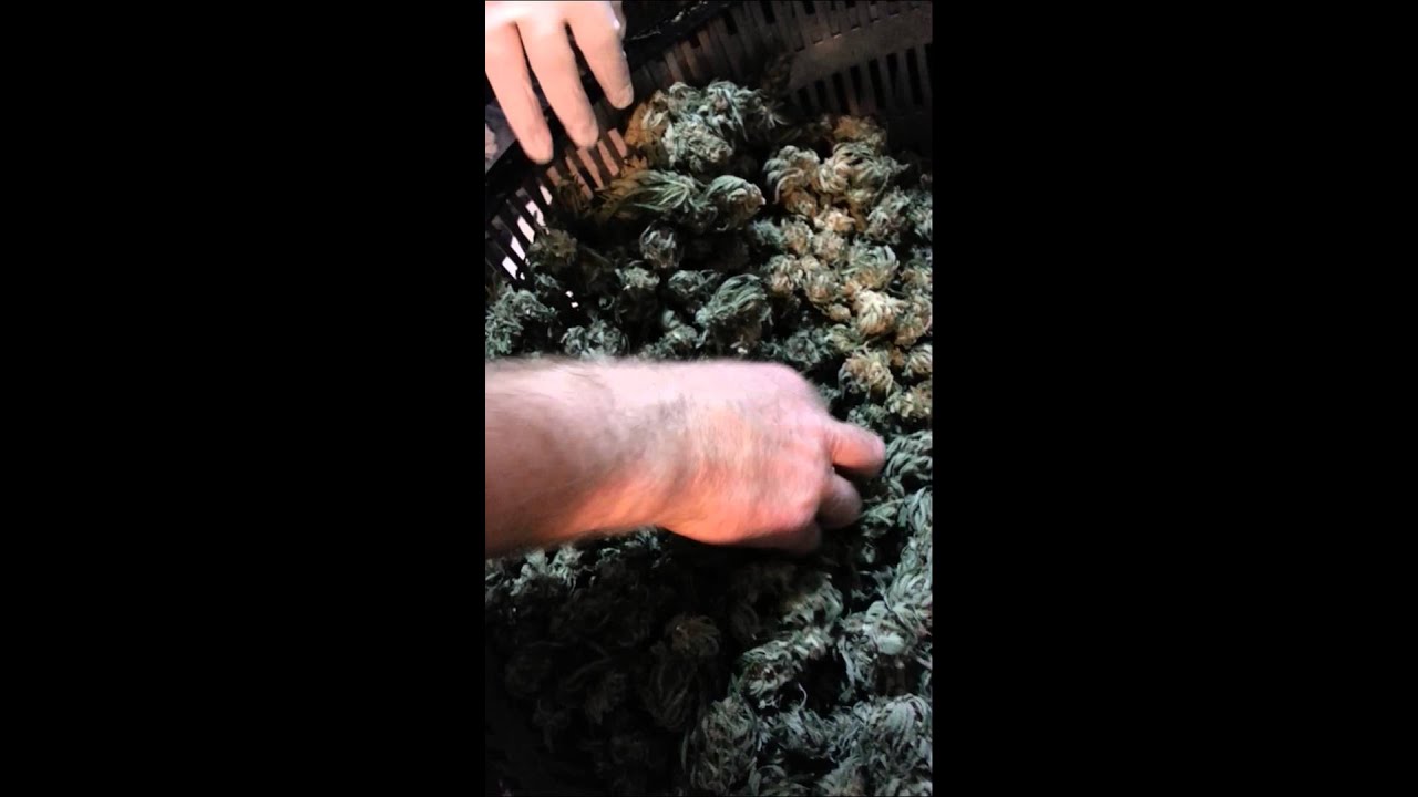 Marijuana Channel One: TrimPal trimming part 2