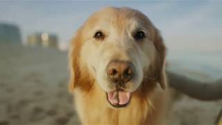 Weathertech Super Bowl Ad Featuring Scout