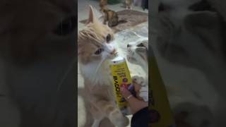 Güzelcimlere Malt Vitamin Takviyesi