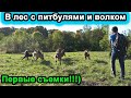 Прогулка в лес с питбулями и волком. Первые съемки для ютуба)! Питбули в лесу/Волк.