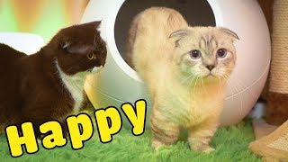 @Oopsbanana's cat  first time appeared (The Happy Pets #15)