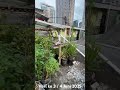 Progress Day 3 / 4 Juni 2025